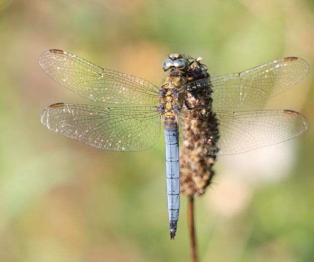 Orthetrum brunneum o Orthetrum coerulescens?